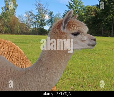 Alpaca agricoltura un'interessante impresa alternativa, a Woodlands Alpaca Farm, Stockport Rd, Thelwall, Warrington, Cheshire, INGHILTERRA, REGNO UNITO, WA4 2TB Foto Stock