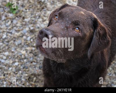 Ritratto ravvicinato di un Labrador Retriever cioccolato (marrone) che guarda in alto con occhi gentili su una spiaggia di ciottoli accanto all'acqua Foto Stock