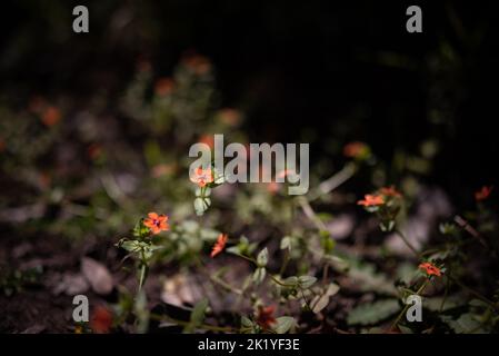 scarlatto pimpernel su sfondo scuro. Primo piano con fiori arancioni al sole Foto Stock