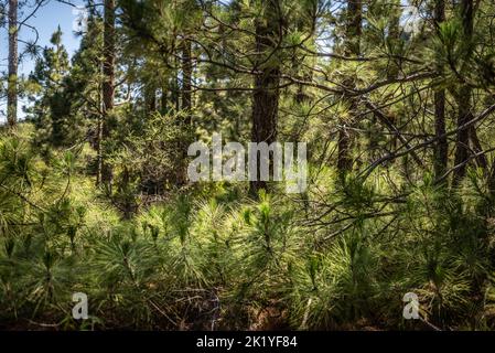 Pinus canariensis o il pino delle isole Canarie giovani germogli sfondo Foto Stock