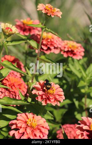 Un'ape di miele estiva che impollinava un colorato fiore di zinnia. Foto Stock