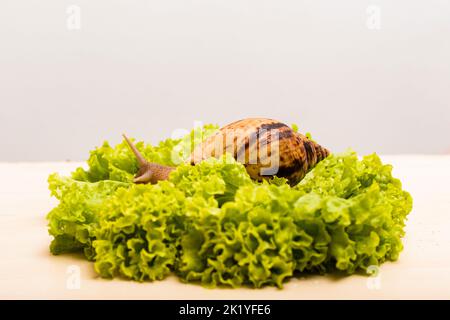 La lumaca di Achatina è adagiata su una fresca foglia di lattuga verde Foto Stock