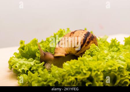 La lumaca di Achatina è adagiata su una fresca foglia di lattuga verde Foto Stock