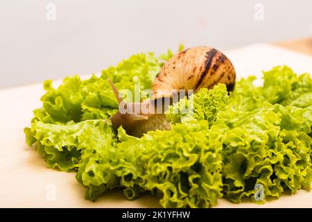 La lumaca di Achatina è adagiata su una fresca foglia di lattuga verde Foto Stock