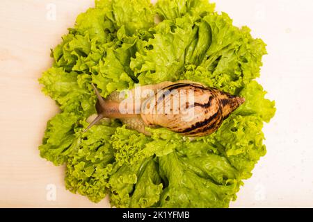 La lumaca di Achatina è adagiata su una fresca foglia di lattuga verde. Vista dall'alto Foto Stock