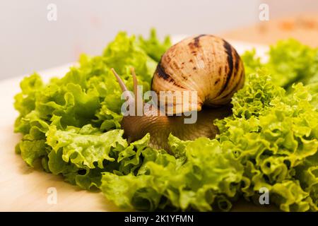 La lumaca di Achatina è adagiata su una fresca foglia di lattuga verde Foto Stock