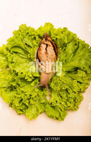 La lumaca di Achatina è adagiata su una fresca foglia di lattuga verde. Vista dall'alto Foto Stock