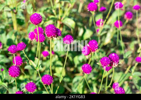 Fiori rosa di Gomphrena globular nel giardino in una giornata di sole. Architettura paesaggistica e bellezza dei letti di fiori. Messa a fuoco selettiva. Foto Stock