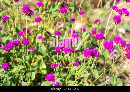 Fiori rosa di Gomphrena globular nel giardino in una giornata di sole. Design paesaggistico e bellezza dei aiuole. Foto Stock