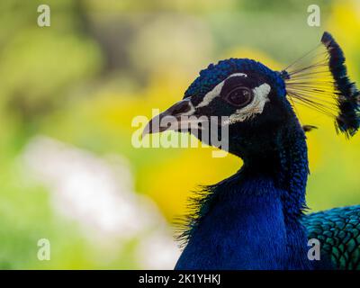 primo piano ritratto pavone in natura estate Foto Stock