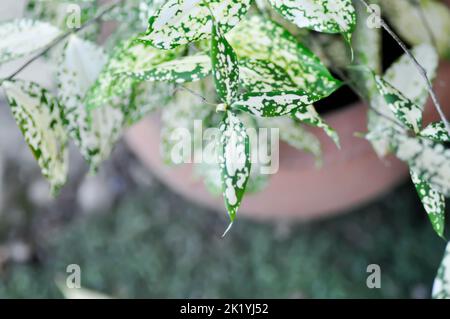 Dracaena surculosa Lindl, polvere d'oro dracaena o pianta bicolore o foglia bianca Foto Stock