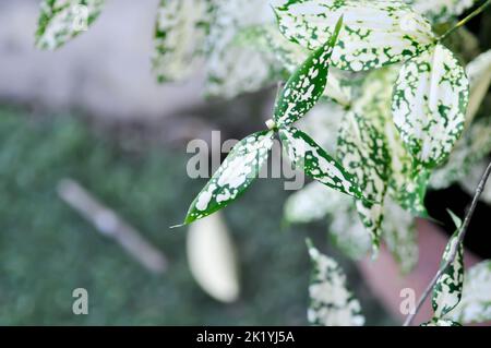 Dracaena surculosa Lindl, polvere d'oro dracaena o pianta bicolore o foglia bianca Foto Stock