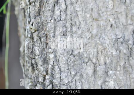 Tronco e corteccia o dita, albero del diavolo o tronco di Alstonia scolaris Foto Stock