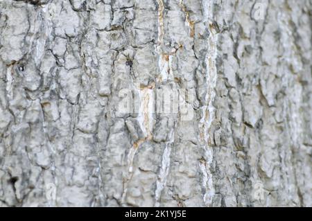 Tronco e corteccia o dita, albero del diavolo o tronco di Alstonia scolaris Foto Stock