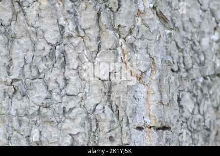 Tronco e corteccia o dita, albero del diavolo o tronco di Alstonia scolaris Foto Stock