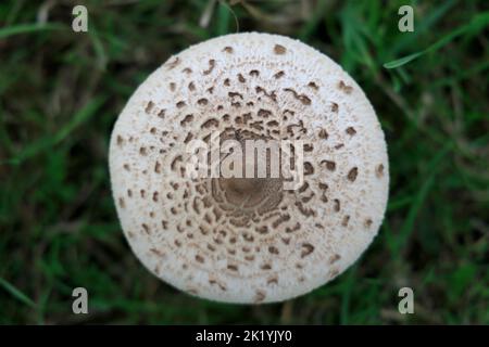 Macrolepiota fresca selvatica Procera Parasol funghi, in un campo in Inghilterra Foto Stock