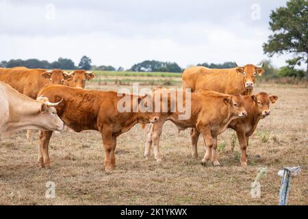 Limousin mucche e calfi in un prato in Bretagna, Francia Foto Stock