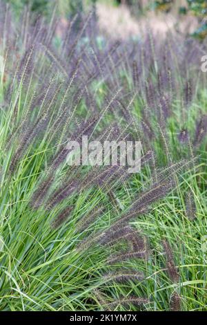 Pennisetum alopecuroides 'desiderio scuro' (erba fontana cinese) in fiore. Erba ornamentale con teste di fiore viola-nero scuro a fine estate Foto Stock