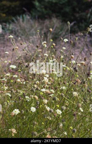 Scabiosa columbaria var. Ocroleuca (fiore di Pincushion, giallo pallido scabious) Foto Stock