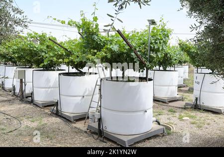 ISRAELE, regione del Negev, centro di ricerca per l'agricoltura di Volcani, filiale Gilat Centro di ricerca per la ricerca agricola arida e semi-arida-GCASAR, sviluppo di pratiche avanzate di gestione del suolo e dell'acqua, studio controllato dell'effetto della salinità indotta dall'irrigazione sulle uve in lisimetro Foto Stock