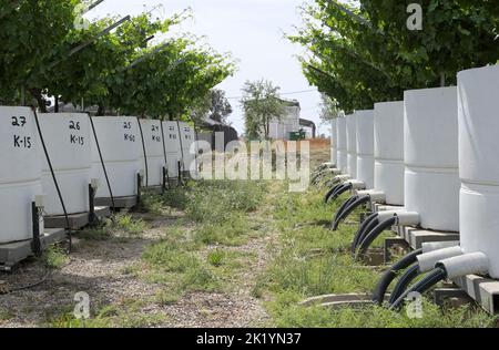 ISRAELE, regione del Negev, centro di ricerca per l'agricoltura di Volcani, filiale Gilat Centro di ricerca per la ricerca agricola arida e semi-arida-GCASAR, sviluppo di pratiche avanzate di gestione del suolo e dell'acqua, studio controllato dell'effetto della salinità indotta dall'irrigazione sulle uve in lisimetro Foto Stock