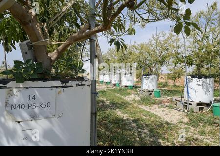 ISRAELE, regione del Negev, centro di ricerca per l'agricoltura di Volcani, filiale Gilat Centro di ricerca per la ricerca agricola aride & semi-aride-GCASAR, sviluppo di pratiche avanzate di gestione del suolo e dell'acqua, lisimetro per lo studio controllato dell'effetto dell'irrigazione e della fertilizzazione di NPK sugli alberi di avocado Foto Stock