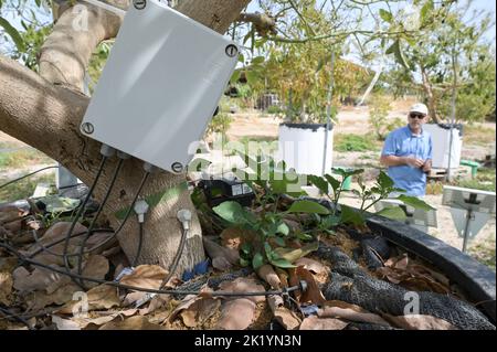 ISRAELE, regione del Negev, centro di ricerca per l'agricoltura di Volcani, filiale Gilat Centro di ricerca per la ricerca agricola aride & semi-aride-GCASAR, sviluppo di pratiche avanzate di gestione del suolo e dell'acqua, lisimetro per lo studio controllato dell'effetto dell'irrigazione e della fertilizzazione di NPK sugli alberi di avocado Foto Stock