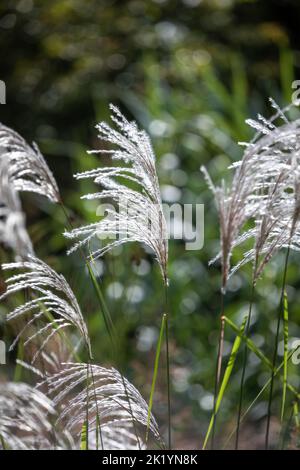 Erba ornamentale Miscanthus sinensis 'Nishidake' - fiori bianco-argenteo e piume tenuti in alto sul fogliame Foto Stock