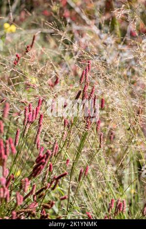 Sanguisorba 'Blackthorn' (burnet) in fiore contro le erbe Foto Stock