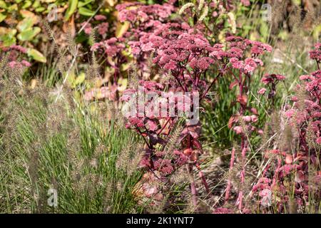 Pennisetum alopecuroides 'Piglet' con Hylocelephium telephium (Atropurpureum Group) 'Purple Emperor', fine estate fioritura piantagione combinazione Foto Stock