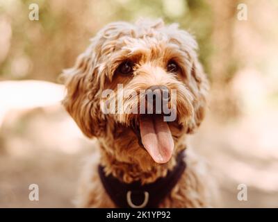 Cavapoo cane indossare imbracatura nera seduta stabile con linguetta fuori, guardando a sinistra. Cane femmina con pelliccia riccia seduta nel bosco. Foto Stock