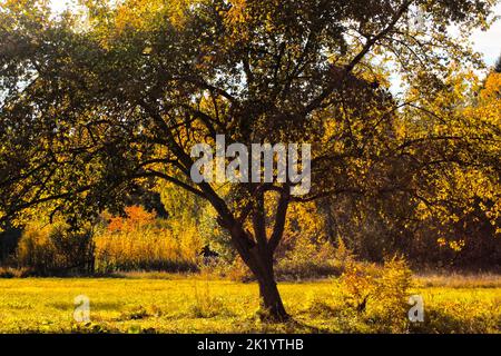 Un grande albero con foglie gialle primo piano su uno sfondo di foresta mista. Paesaggio autunnale. Foto Stock