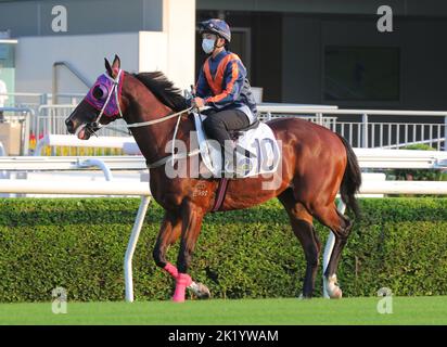 WHIZZ KID guidato da Y L Chung trial in lotto 1 oltre 1000Metres (Turf) a Sha Tin. 03SEP22 SCMP / Kenneth Chan. Foto Stock