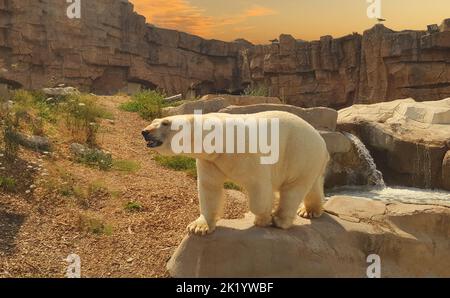 orso polare in piedi sulla roccia all'interno di uno zoo Foto Stock