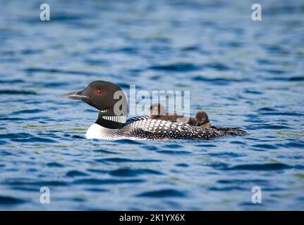 loon adulto con due bambini sulla schiena che nuotano sul lago in Canada. Foto Stock
