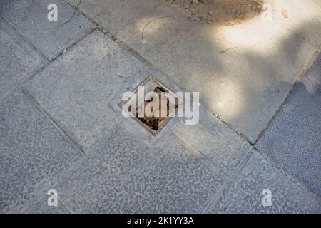 Immagine di una trappola che è mal coperta o rotta su un marciapiede di una passeggiata in una città Foto Stock