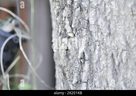 Tronco e corteccia o dita, albero del diavolo o tronco di Alstonia scolaris Foto Stock