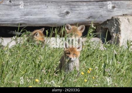 Baby Fox Foto Stock