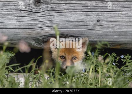 Baby Fox Foto Stock
