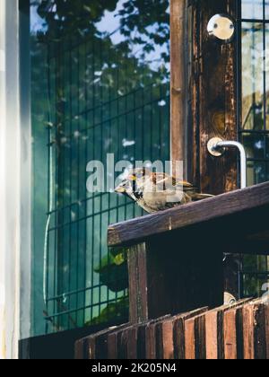 Un colpo verticale di due passeri di alberi eurasiatici (Passer montanus) arroccato su una panca di legno Foto Stock