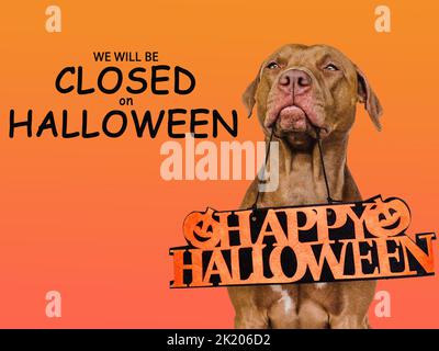 Cartello con l'iscrizione saremo chiusi ad Halloween Foto Stock