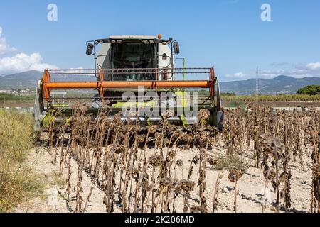 Macchina per la raccolta di campi di girasole. Estrazione di semi di girasole per la produzione di olio di girasole Foto Stock