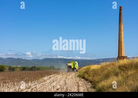 Macchina per la raccolta di campi di girasole. Estrazione di semi di girasole per la produzione di olio di girasole Foto Stock