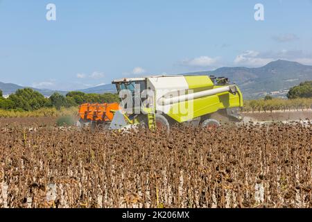 Macchina per la raccolta di campi di girasole. Estrazione di semi di girasole per la produzione di olio di girasole Foto Stock