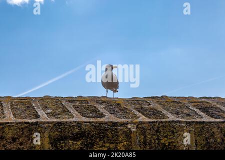 Guardando un gabbiano arroccato su un muro di pietra, con dietro un cielo blu Foto Stock