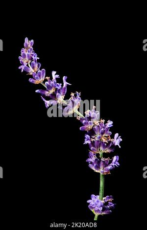 Studio shot di un singolo gambo disossato con piccoli fiori di lavanda isolato su uno sfondo nero. Foto Stock
