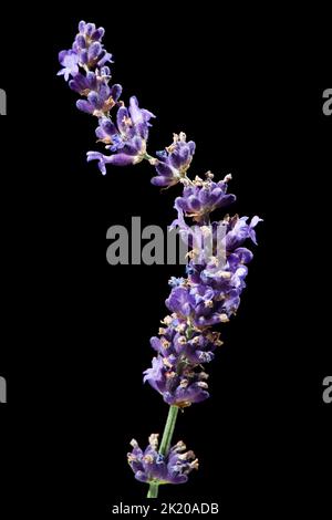 Studio shot di un gambo piegato di fiori di lavanda isolato su sfondo nero. Foto Stock