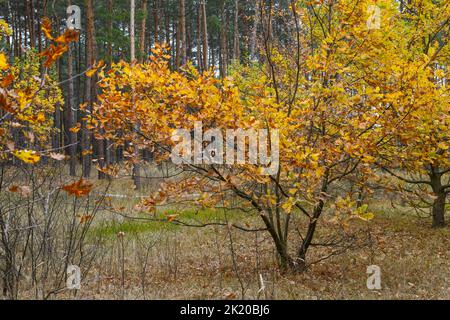 Piccola quercia che cresce sullo sfondo di molti pini nella foresta mista autunnale a Tsarychanka forestale, Dnepropetrovsk Area, Ucraina. Foto Stock