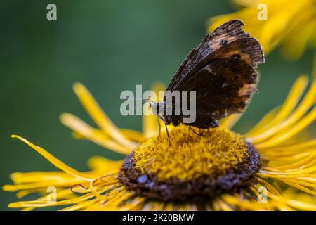 Il Ringlet Bosco o la farfalla Erebia Medusa si nutrono da un fiore giallo. Photo taken on 31st of July 2022 in Poiana Marului reservation, Cara Foto Stock
