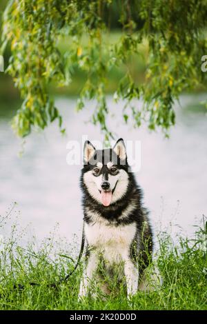 Husky Dog Sit in Estate Greeen Grass vicino al lago Foto Stock
